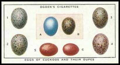 20 Eggs of Cuckoos and their Dupes